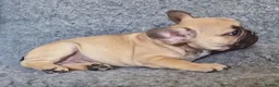 French Bulldog dogs for sale: Classic Fawn French bulldog - Advert 3