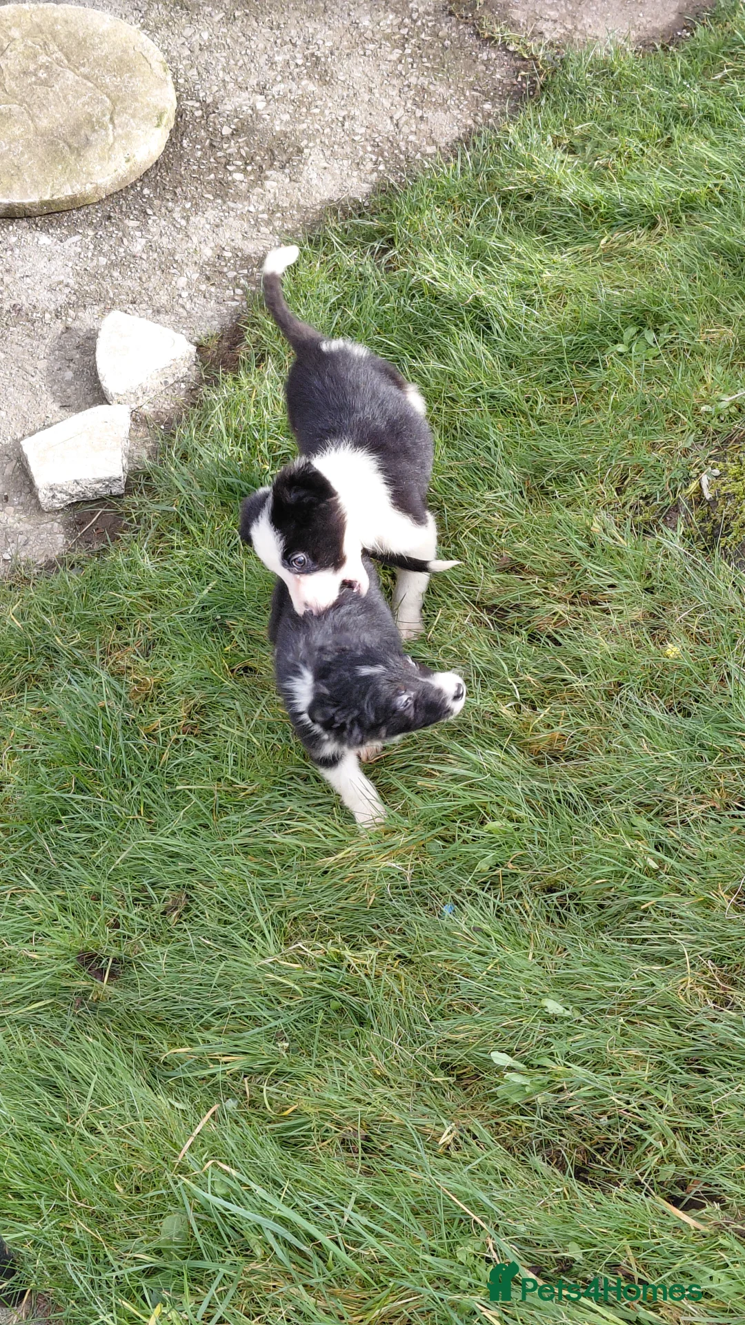 Border Collie dogs for sale: Border collie puppies tris + b/w - Advert 12