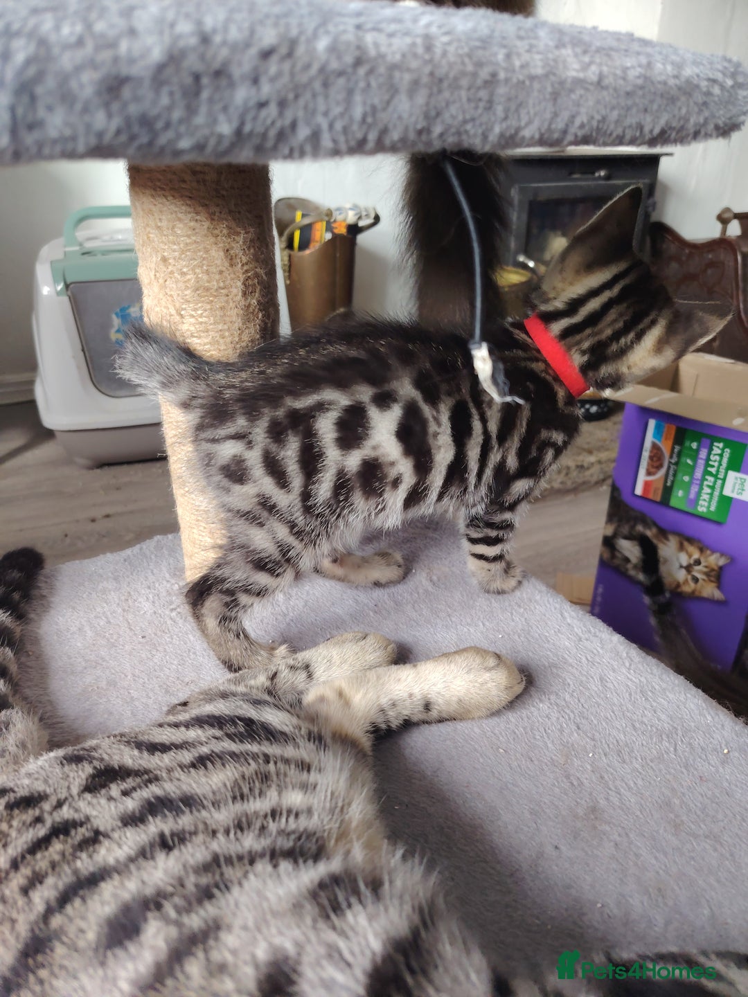 Bengal cats for sale: Bengal x Ragdoll kittens  - Image 16