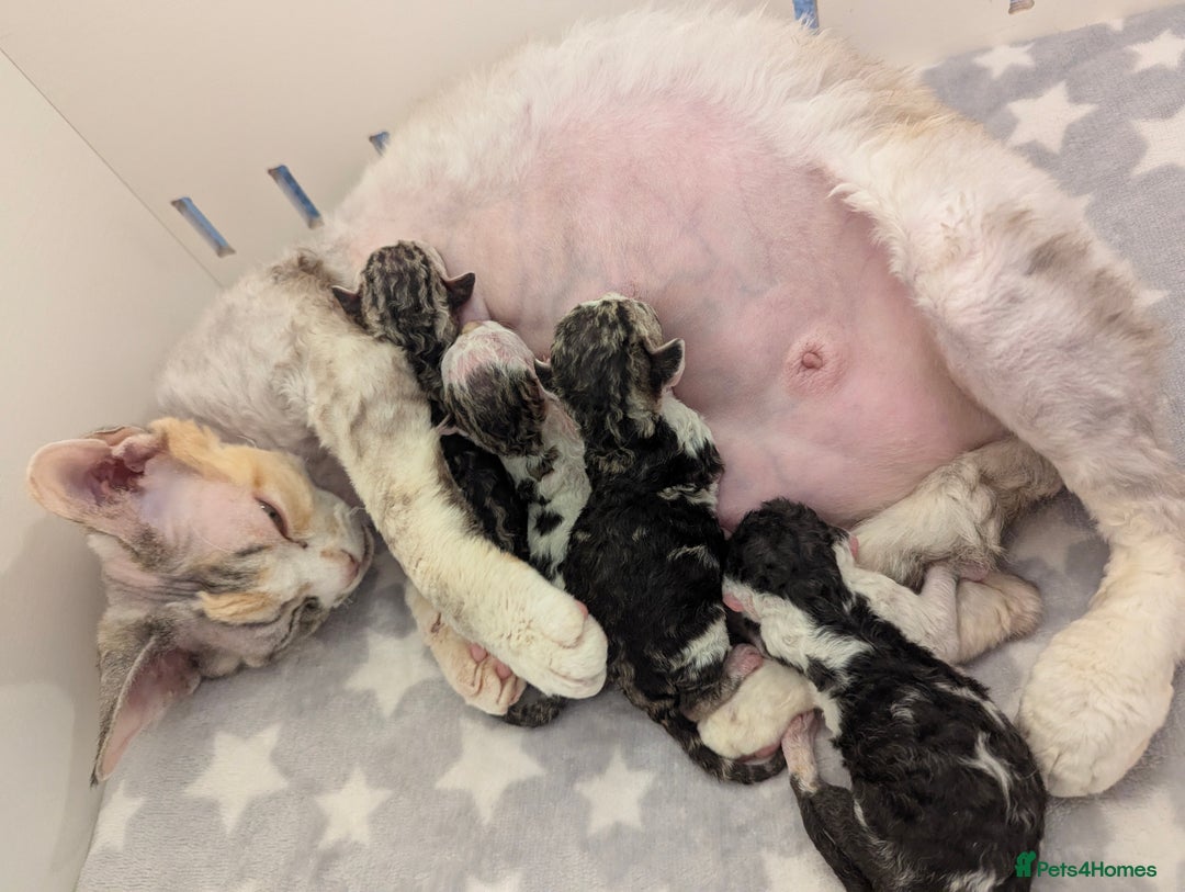 Devon Rex cats for sale: Cuddle bug❤️ Devon Rex boy available now - Advert 9