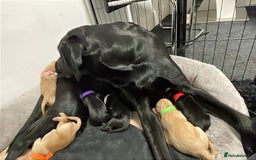 Labrador Retriever dogs for sale: Adorable KC registered fox red and black labs  - Image 6