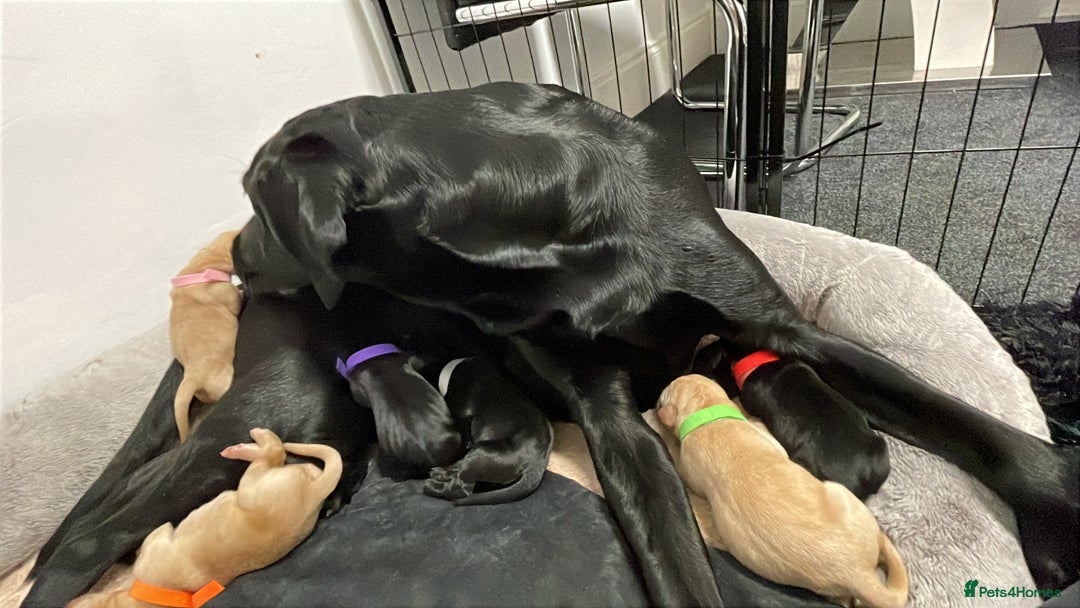 Labrador Retriever dogs for sale: Adorable KC registered fox red and black labs  - Image 6