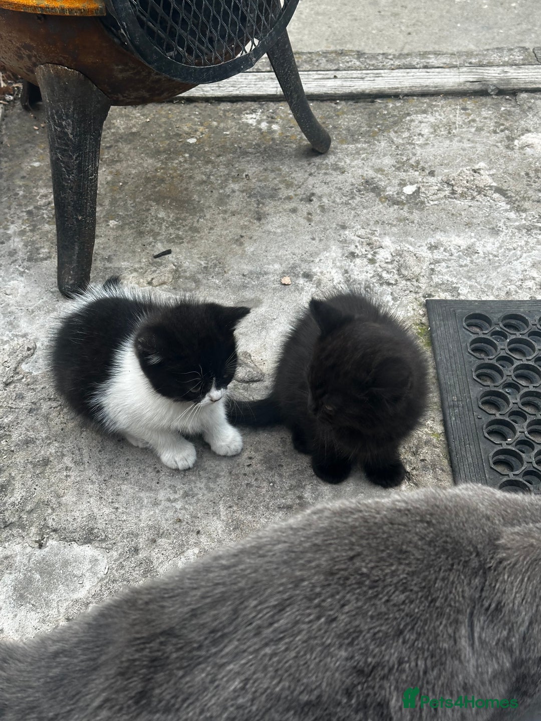 Mixed Breed cats for sale: 3 female kittens ready to go  - Image 26