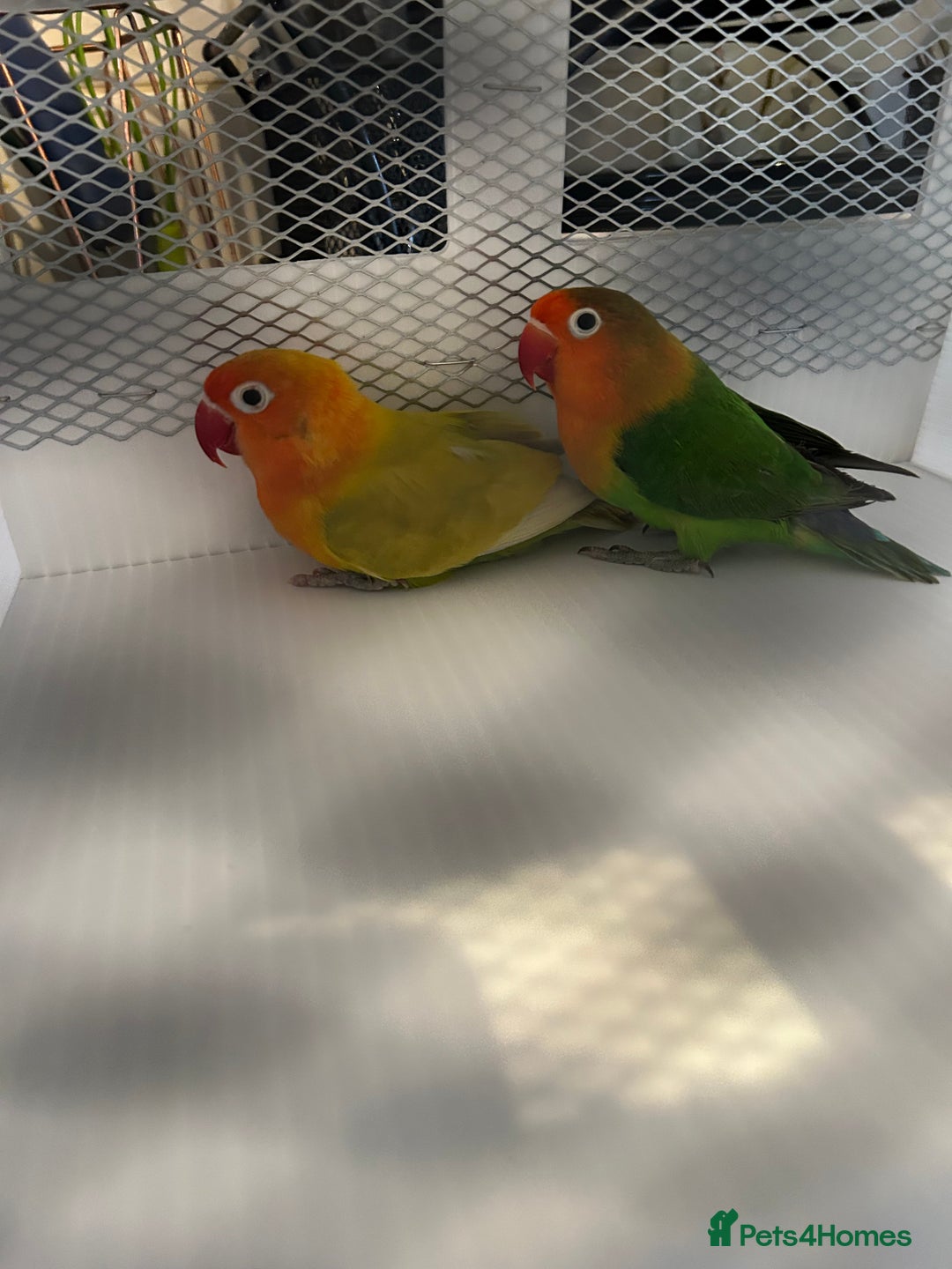 Lovebirds birds for sale: Various Baby Fisher Lovebirds in Newcastle upon Tyne - Image 5