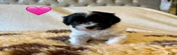 Mixed Breed dogs for sale: Beautiful Litter of Shihpoochon Puppies - Advert 3