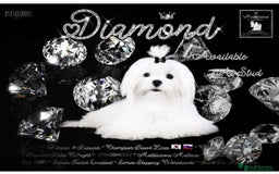 Maltipoo dogs for sale: Teeny tiny multipoos babies 🧸 - Advert 8