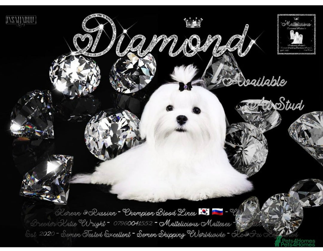 Maltipoo dogs for sale: Teeny tiny multipoos babies 🧸 - Advert 8