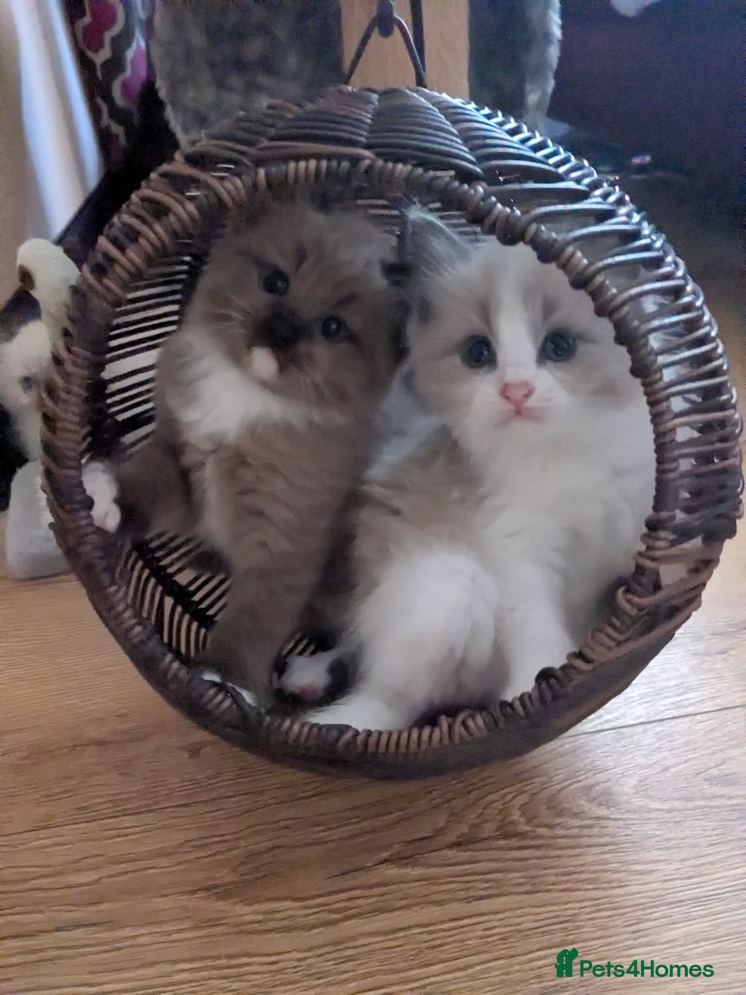 Ragdoll cats Adorable, funny, loving kittens - Advert 5