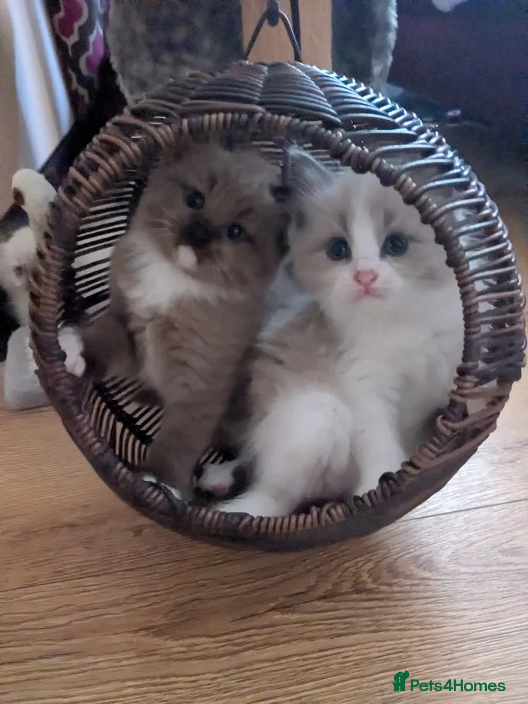 Ragdoll cats for sale: Adorable, funny, loving kittens - Advert 1