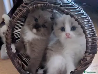 Ragdoll cats Adorable, funny, loving kittens - Advert 2
