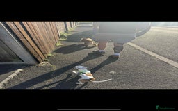 Chihuahua dogs for sale: White chihuahua - Image 6