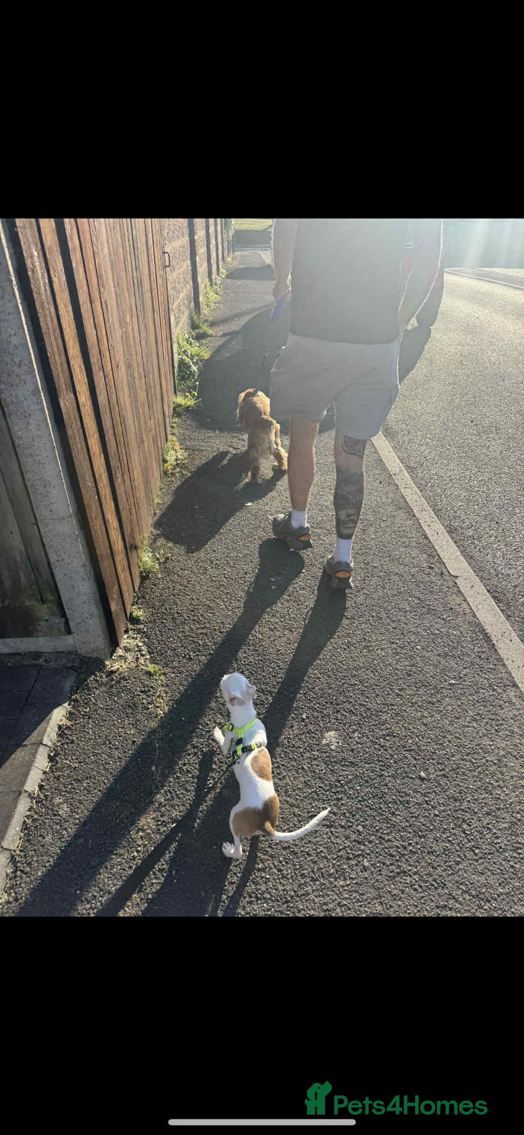 Chihuahua dogs for sale: White chihuahua - Image 6