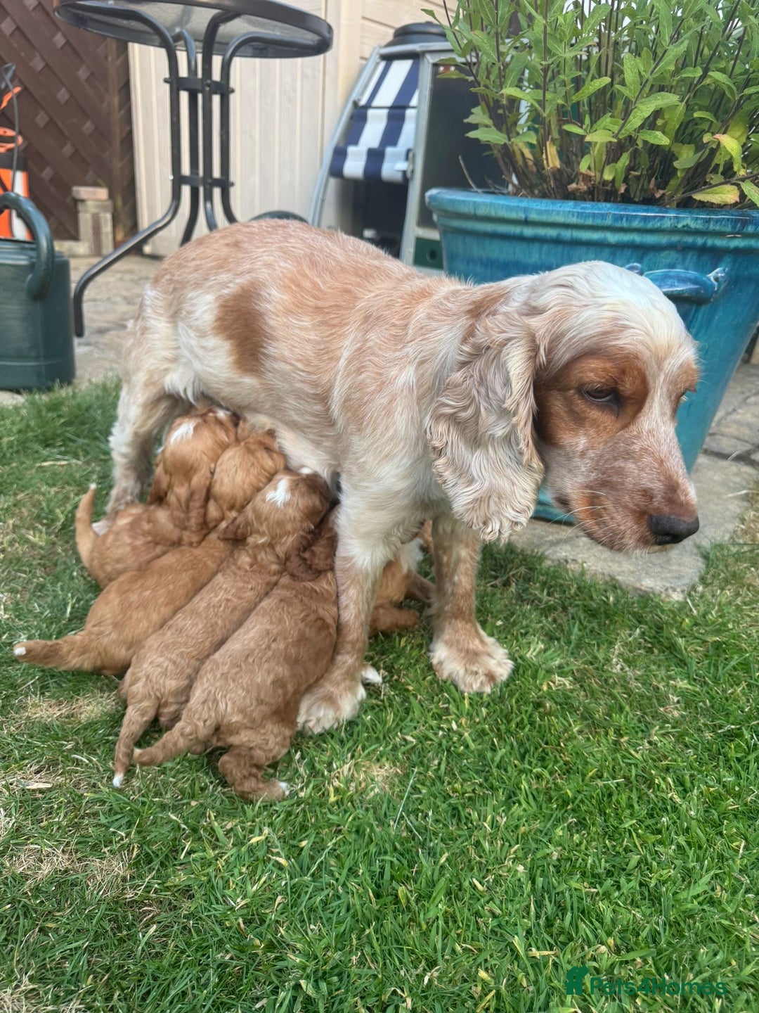 Cockapoo dogs for sale: 🐾 Beautiful Red F1 Cockapoo Puppies! 🐾 - Image 2