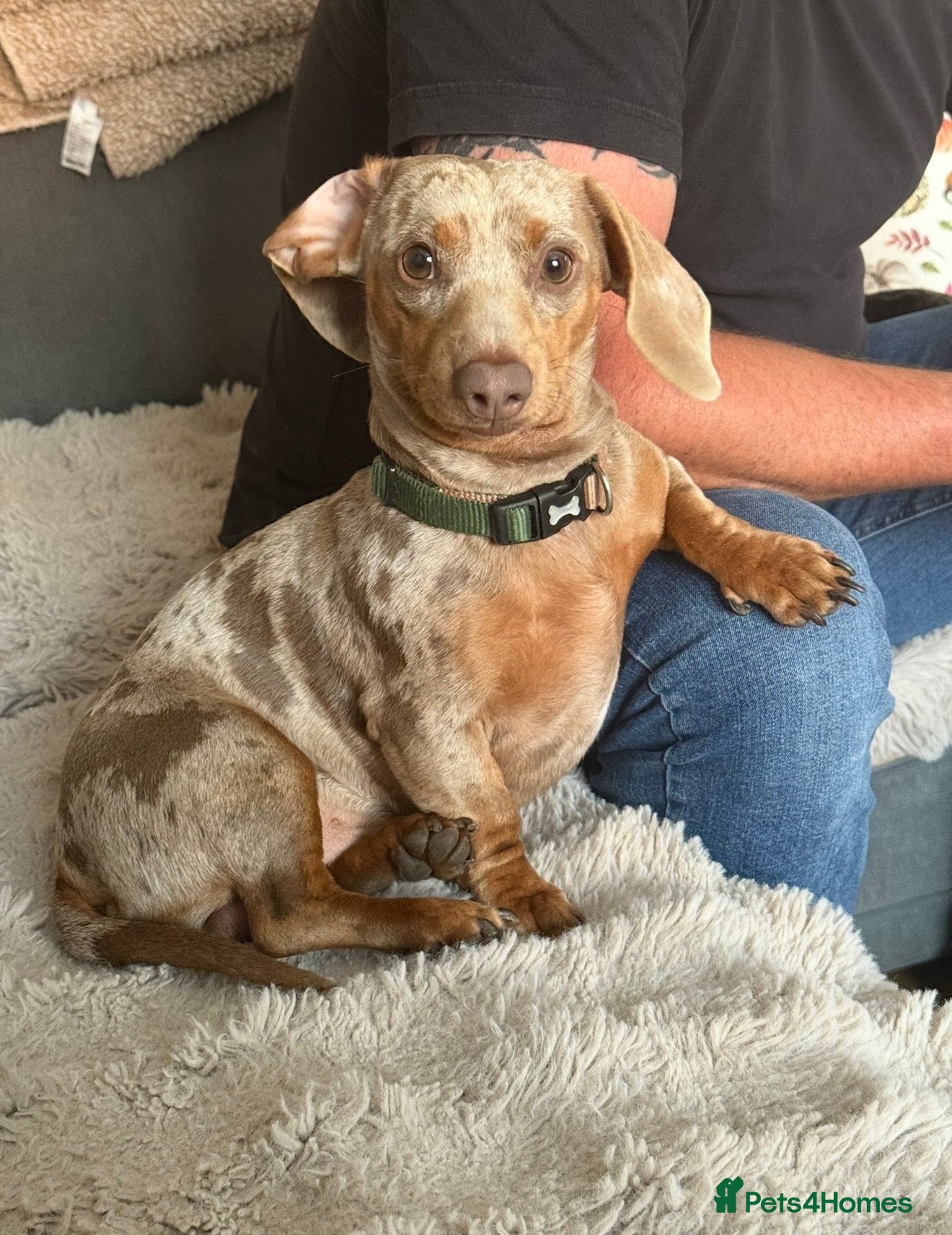 Miniature Dachshund dogs Isabella & tan miniature Dachshund stud  - Advert 2