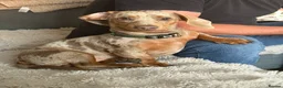 Miniature Dachshund dogs for stud: Isabella & tan miniature Dachshund stud  - Advert 1