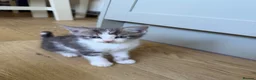 British Longhair cats for sale: Long haired kittens  - Advert 6