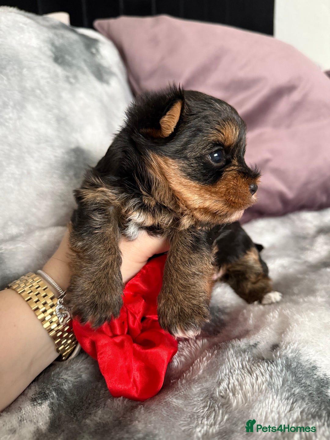 Yorkshire Terrier dogs for sale: Cute yorki Girl  - Advert 3
