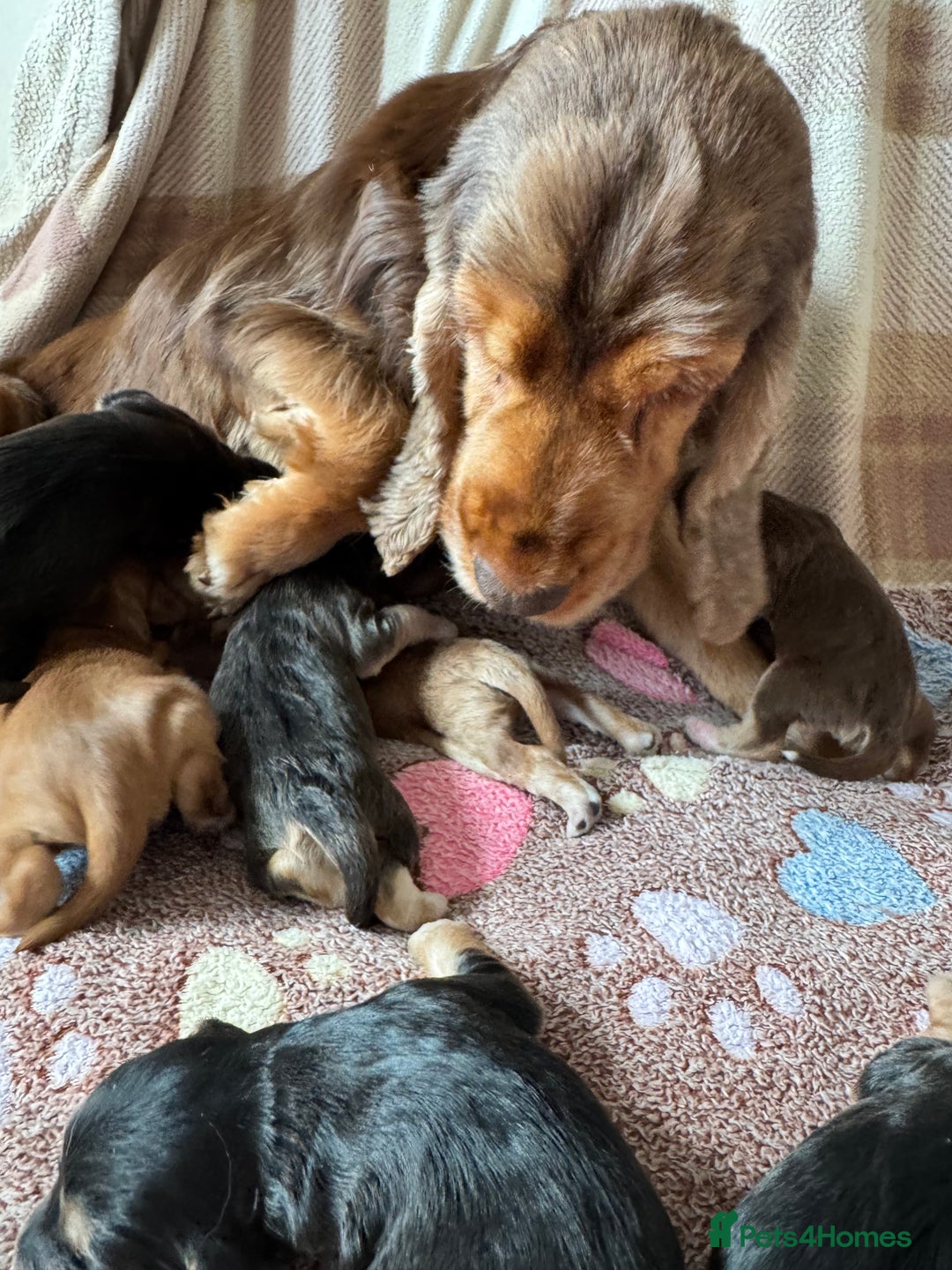 Cockapoo dogs for sale: Stunning show type cockapoo puppies  - Image 24