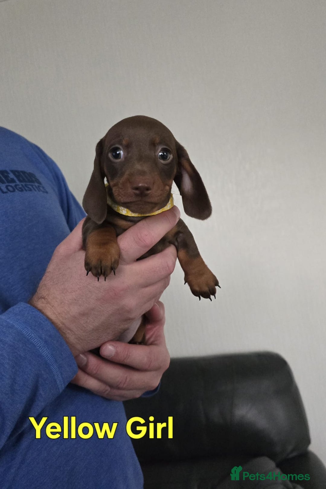 Miniature Dachshund dogs for sale: Kc reg miniture dachshund puppies for sale - Advert 20