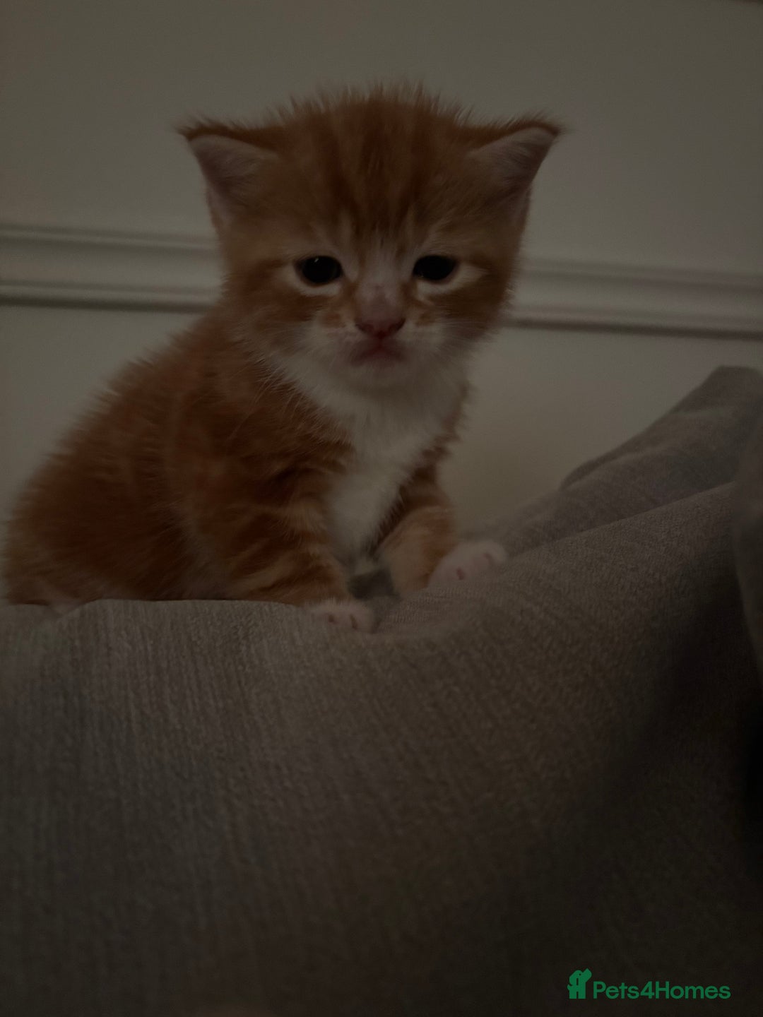 Mixed Breed cats for sale: Gorgeous mixed breed bengal and calico kittens - Advert 7