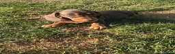 Miniature Dachshund dogs for sale: Miniature dachshund pups.KC reg&council licensed - Advert 7