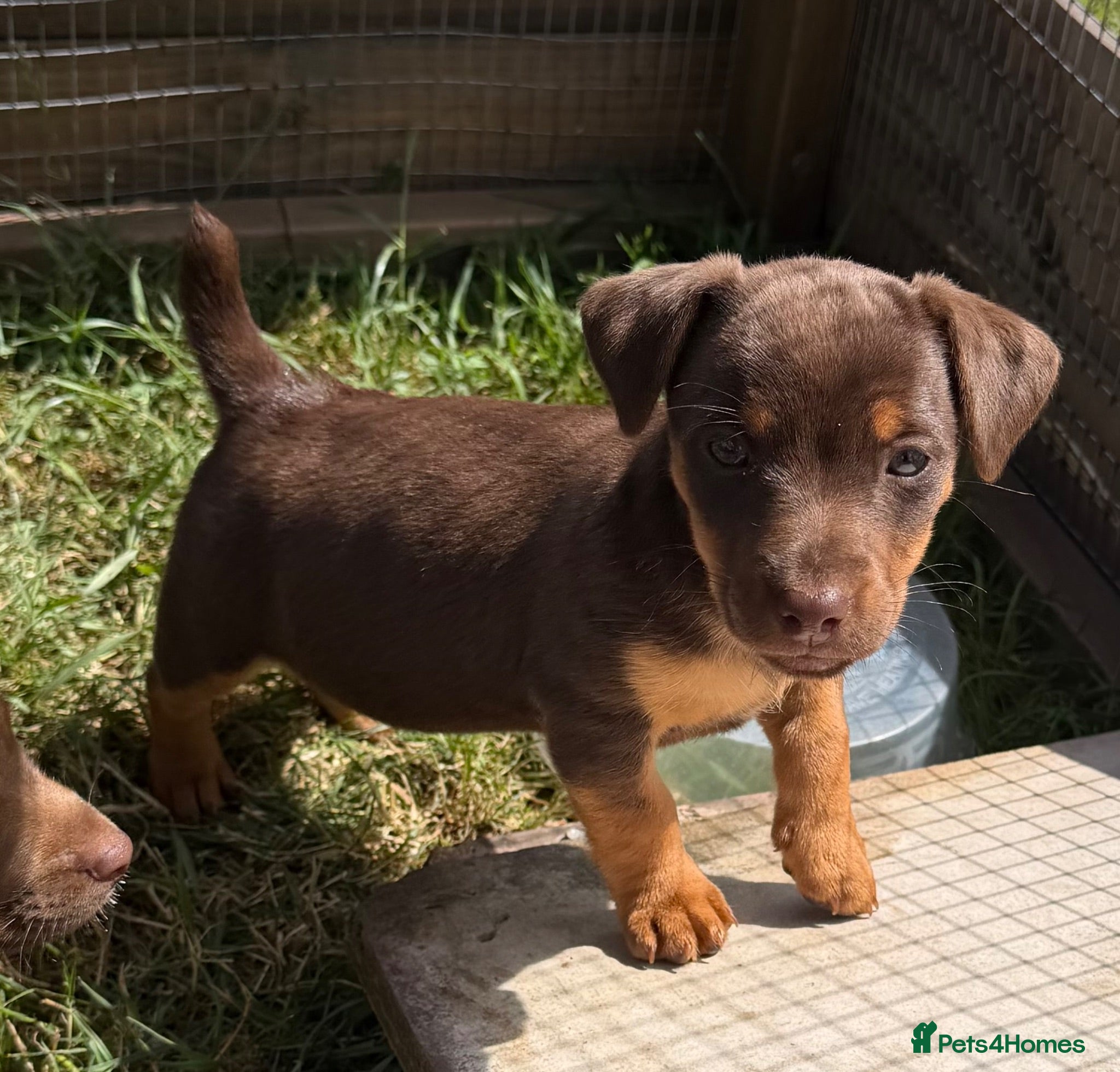 Jack Russell dogs Jack Russell Puppies - Advert 2