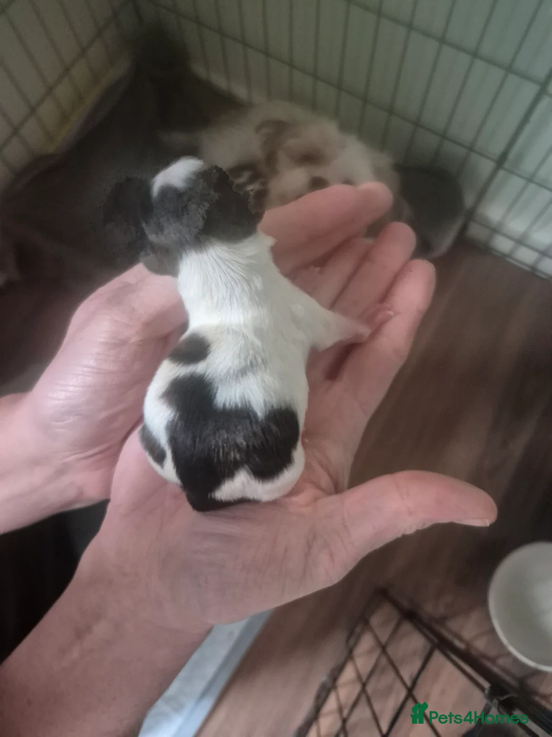 Shihpoo dogs for sale: Shihpoo puppies - Advert 7