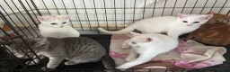 Domestic Shorthair cats for sale: Kittens for sale ASAP - Advert 6