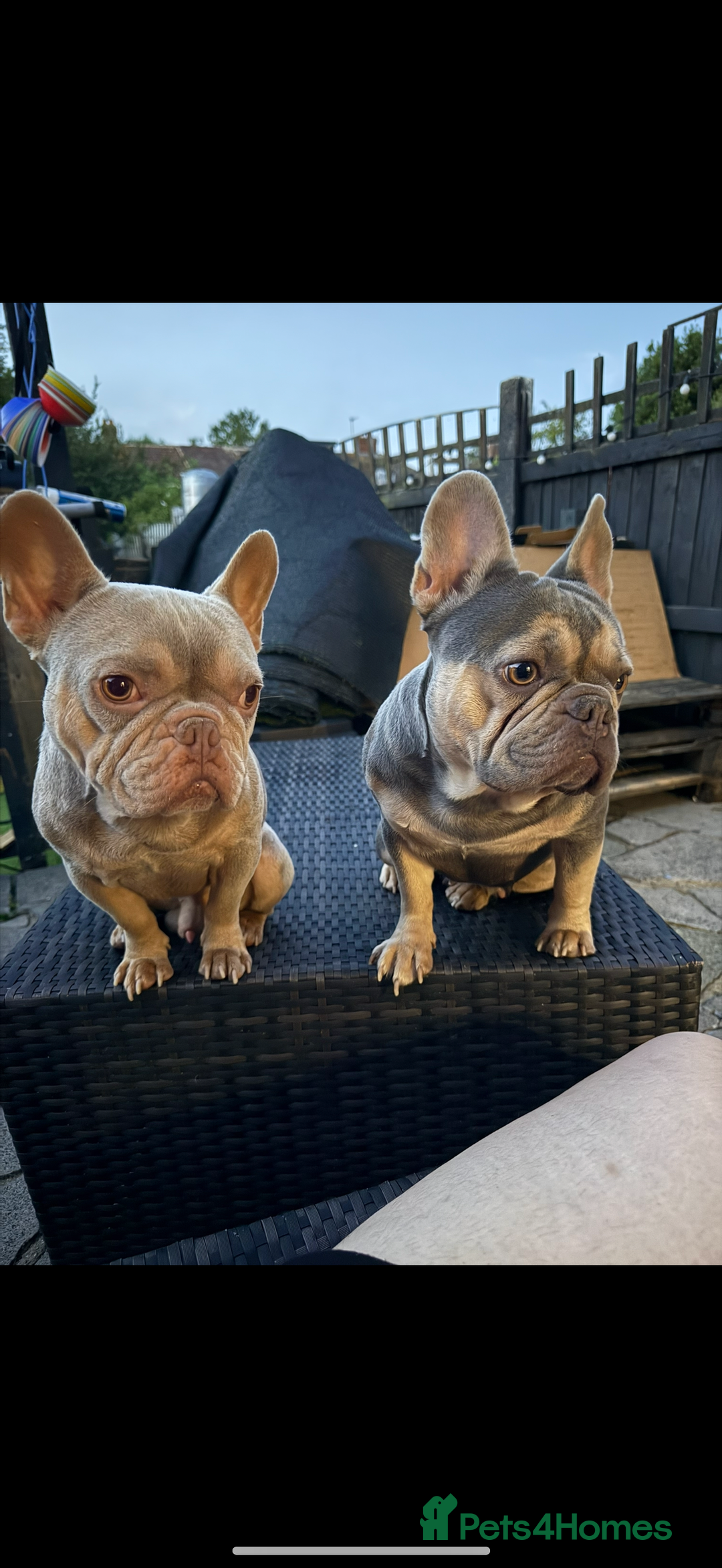 French Bulldog dogs for sale: 3 French Bulldogs Need New Home ASAP FREE  - Advert 4