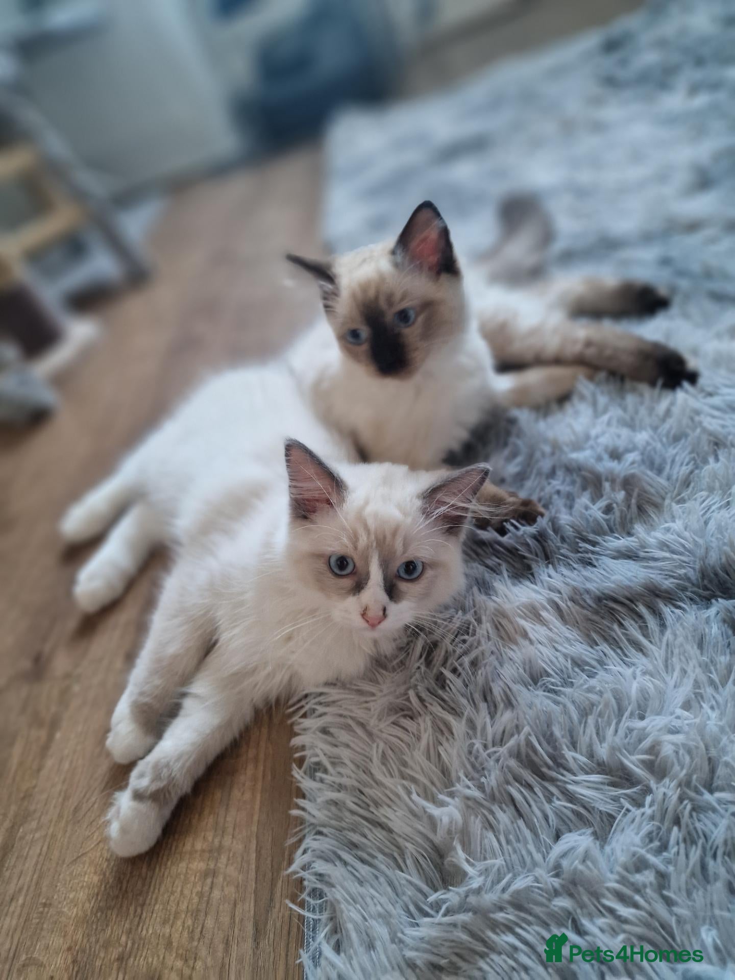 Ragdoll cats 2 nice 3 months kittens looking for new homes - Advert 1