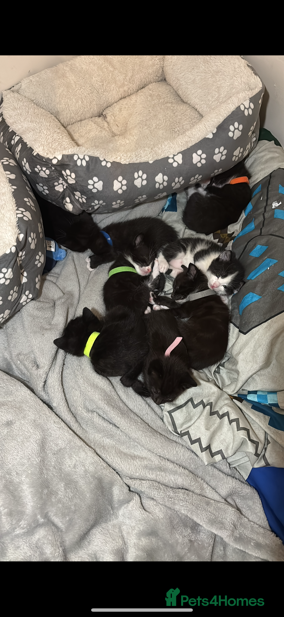 Mixed Breed cats for sale: Beautiful Black & White Kittens  - Image 11