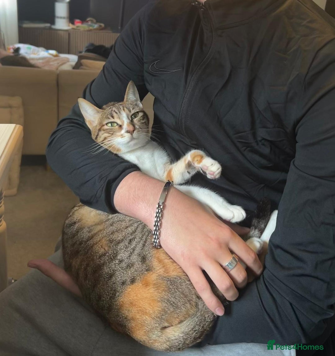 Mixed Breed cats for adoption: Indoor cuddke bug Daisy  - Image 4