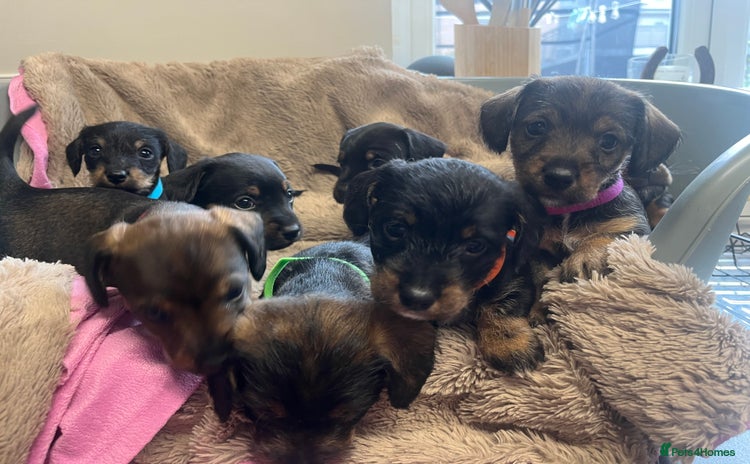 Mixed Breed dogs - Advert 2