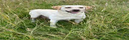 Labrador Retriever dogs for sale: KC Yellow Labrador Bitch  - Advert 4