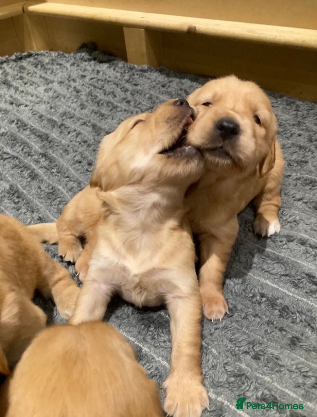 Golden Retriever dogs for sale: KC Registered Golden Retriever Puppies  - Advert 18