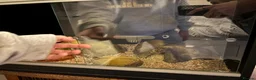 Corn Snake reptiles for sale: Friendly corn snake in Rye - Advert 15