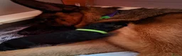 German Shepherd dogs for sale: Wolfskraft German Shepherds puppies - Advert 6