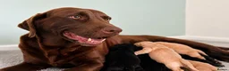 Labrador Retriever dogs for sale: Beautiful Yellow and Black KC Puppys - Advert 3