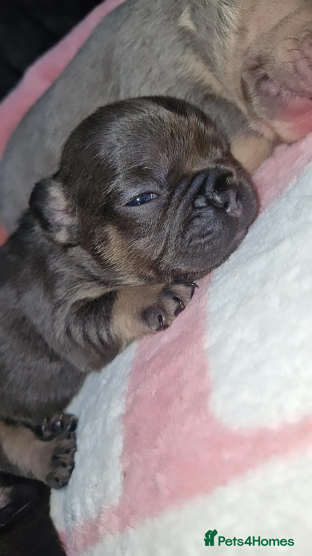 French Bulldog dogs for sale: Frenchie 🐾🐾 last little girl  - Advert 18