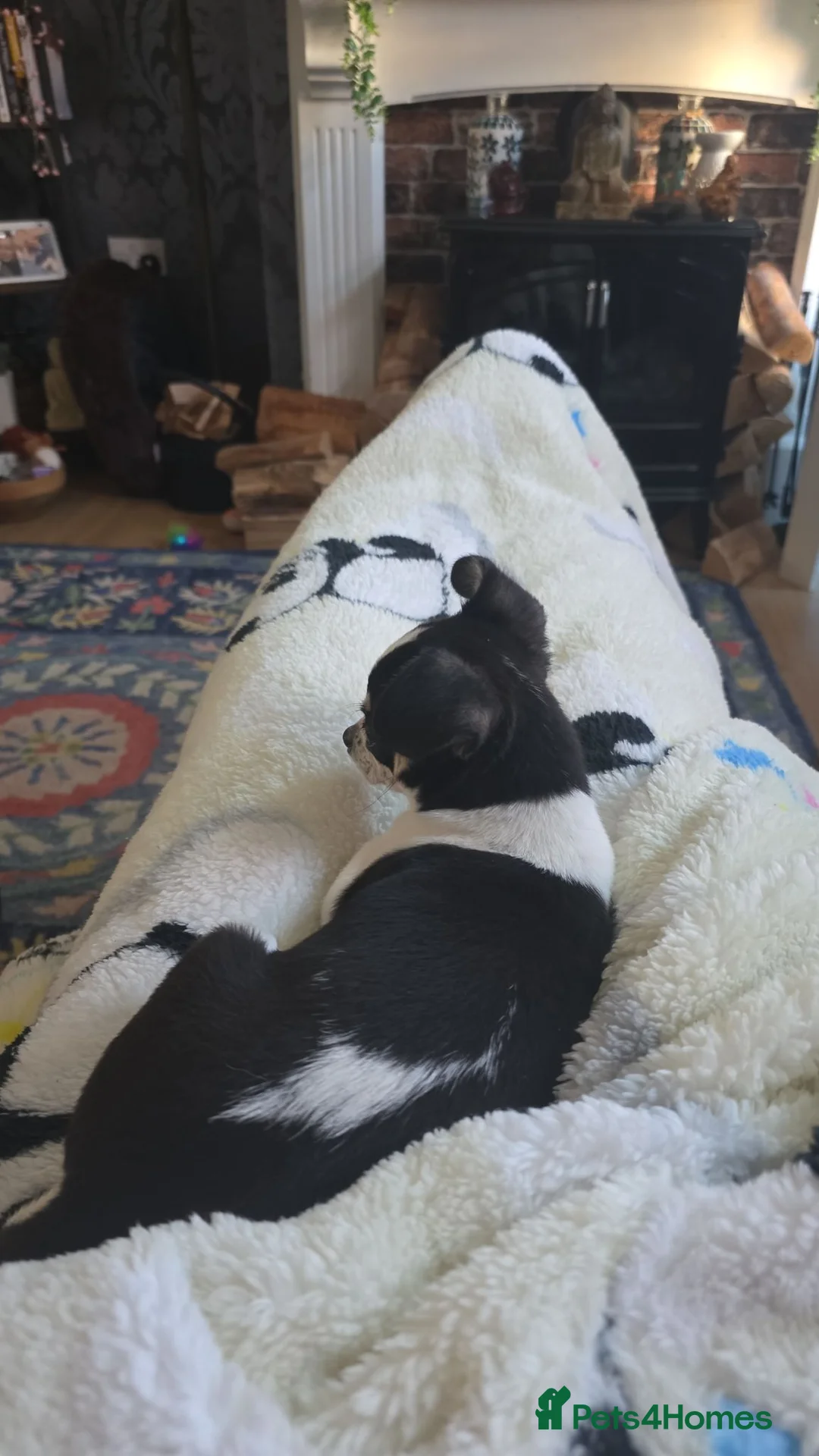Chihuahua dogs for sale: Male chihuahua  in Swadlincote - Advert 4