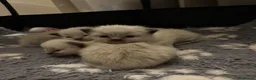 Ragdoll cats for sale: Fluffy Ragdoll kittens - Advert 5