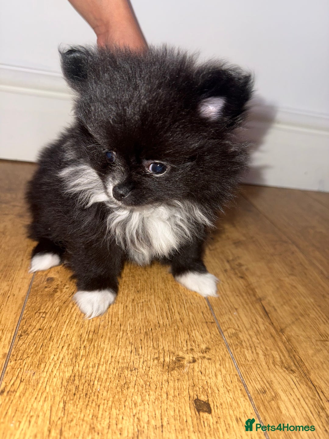 Pomeranian dogs for sale:  Pomeranian puppies  - Advert 6