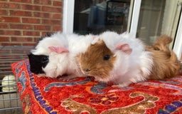 Guinea Pig rodents for sale: 2 male baby guinea pigs flitwick - Image 6