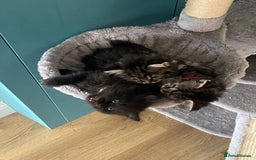 Ragdoll cats for sale: Ragdoll Cross Kittens – £300 each - Image 4