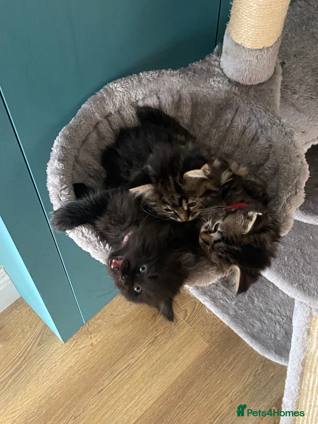 Ragdoll cats for sale: Ragdoll Cross Kittens – £300 each - Image 4