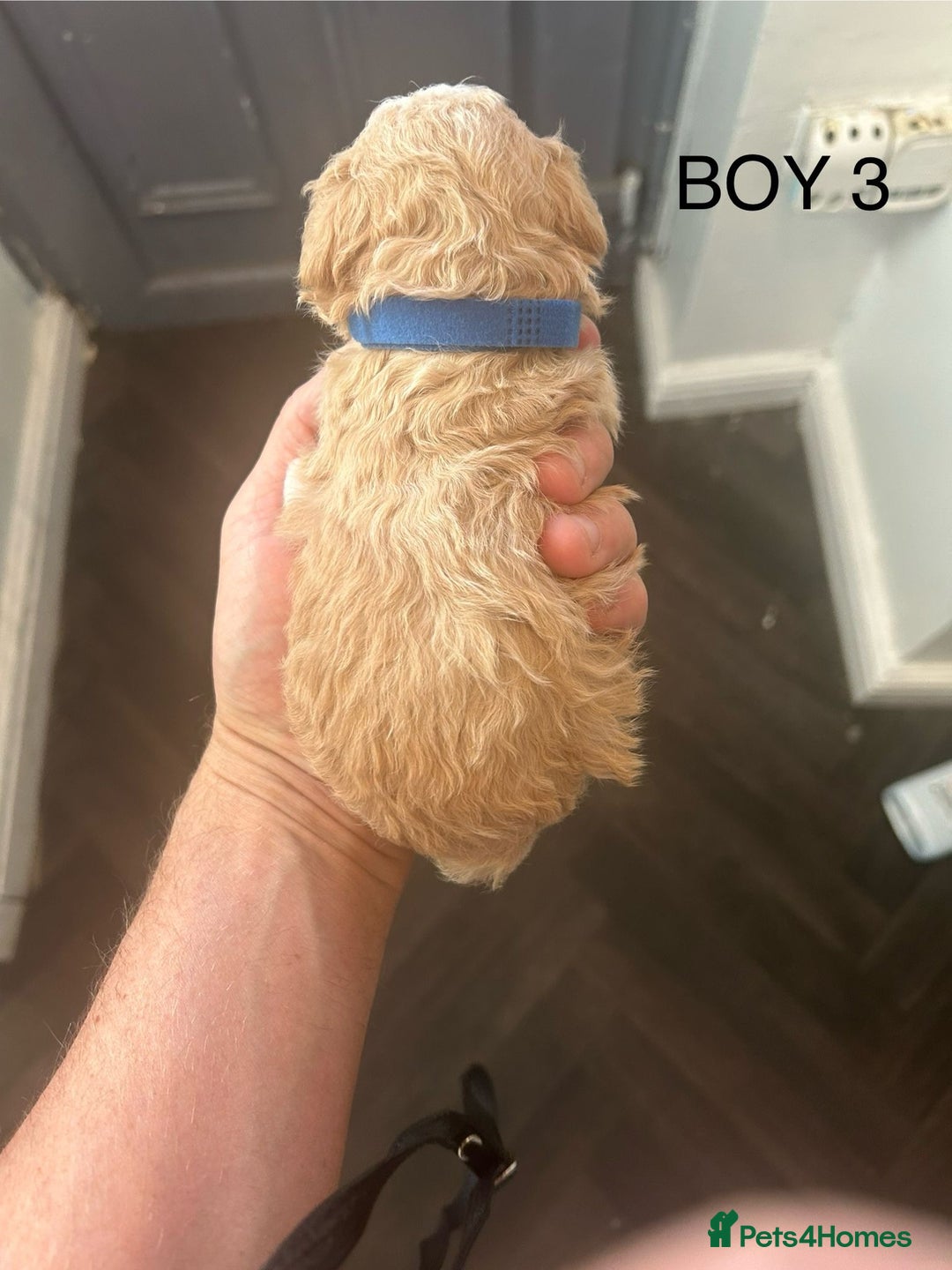 Poochon dogs for sale: Miniature toy poochons - Image 11