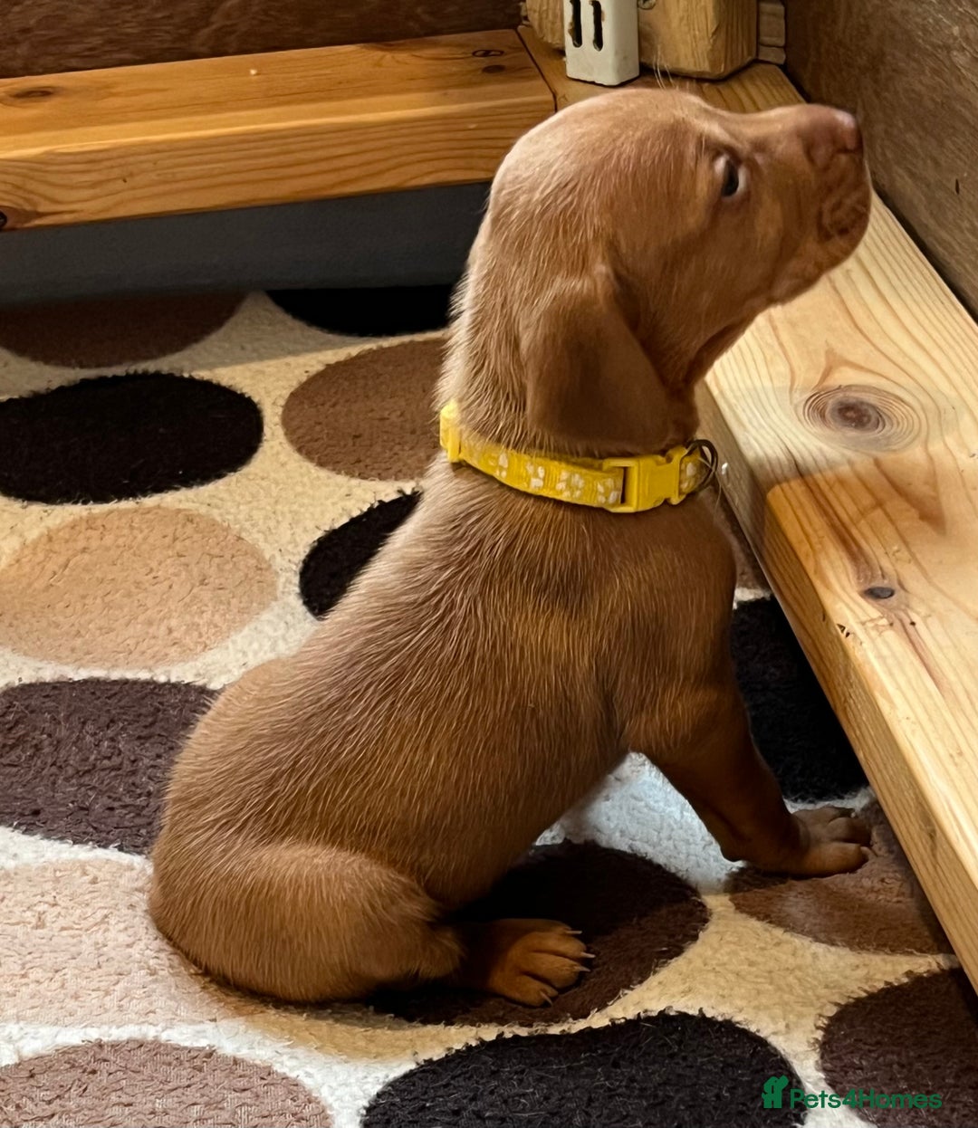 Hungarian Vizsla dogs for sale: Wonderful puppies from mum with 0/0 hip score.  - Image 4