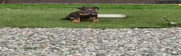 Dobermann dogs for sale: European Doberman puppies kc reg  - Advert 5