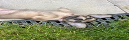 Miniature Dachshund dogs for sale: 🐶    KC Miniature Shaded Cream Dachshund Pups  🐶 in Rotherham - Advert 11