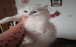 Persian cats for sale: Beautiful Nine week old Turkish Angora Female - Image 10